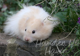 Jolly Cream Giant- Red Eyed Cream Banded Longhaired